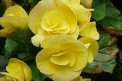 11174611_915644338482259_6270496059681472019_o