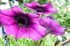 11427304_915645411815485_4992107856249034754_o